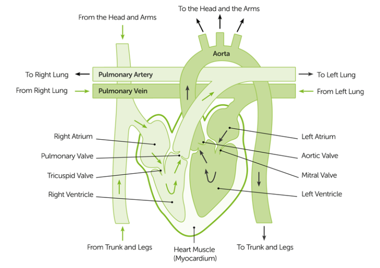 Heart Valves Heart Failure Foundation